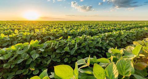 Bunge aumenta el monitoreo en América del Sur